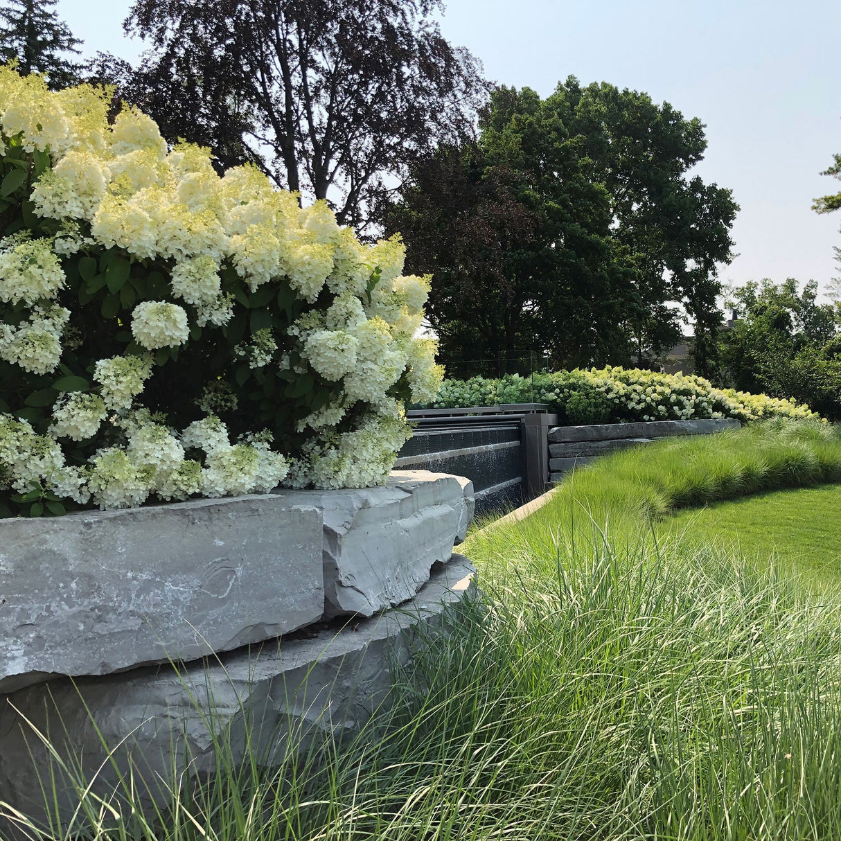 Hortensia de gradina Bobo, cu flori albe