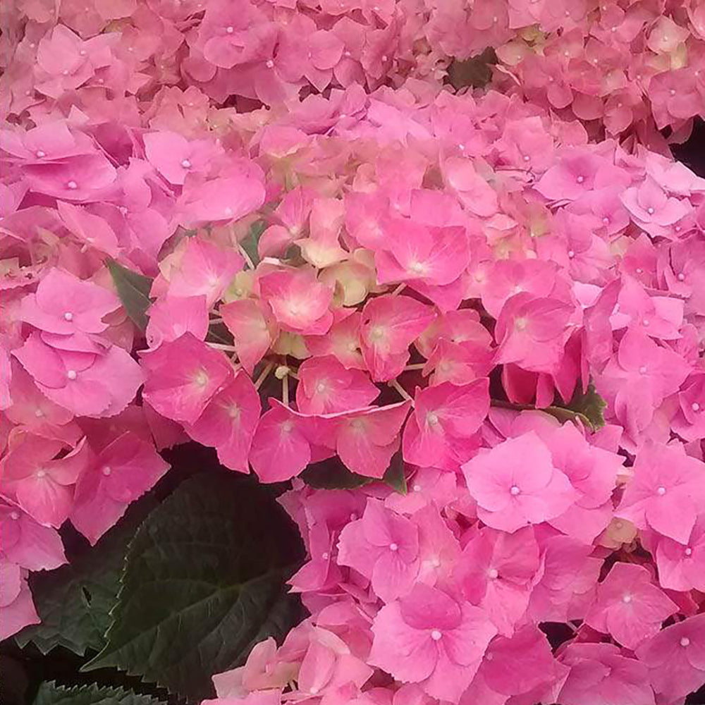 Hortensia Bouquet Rose