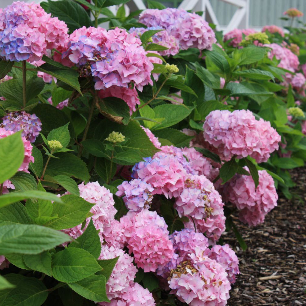 Hortensia Bouquet Rose