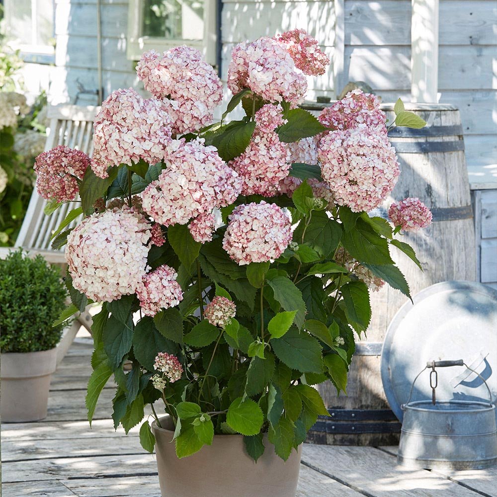 Hortensia de gradina Candybelle Bubblegum, cu flori roz