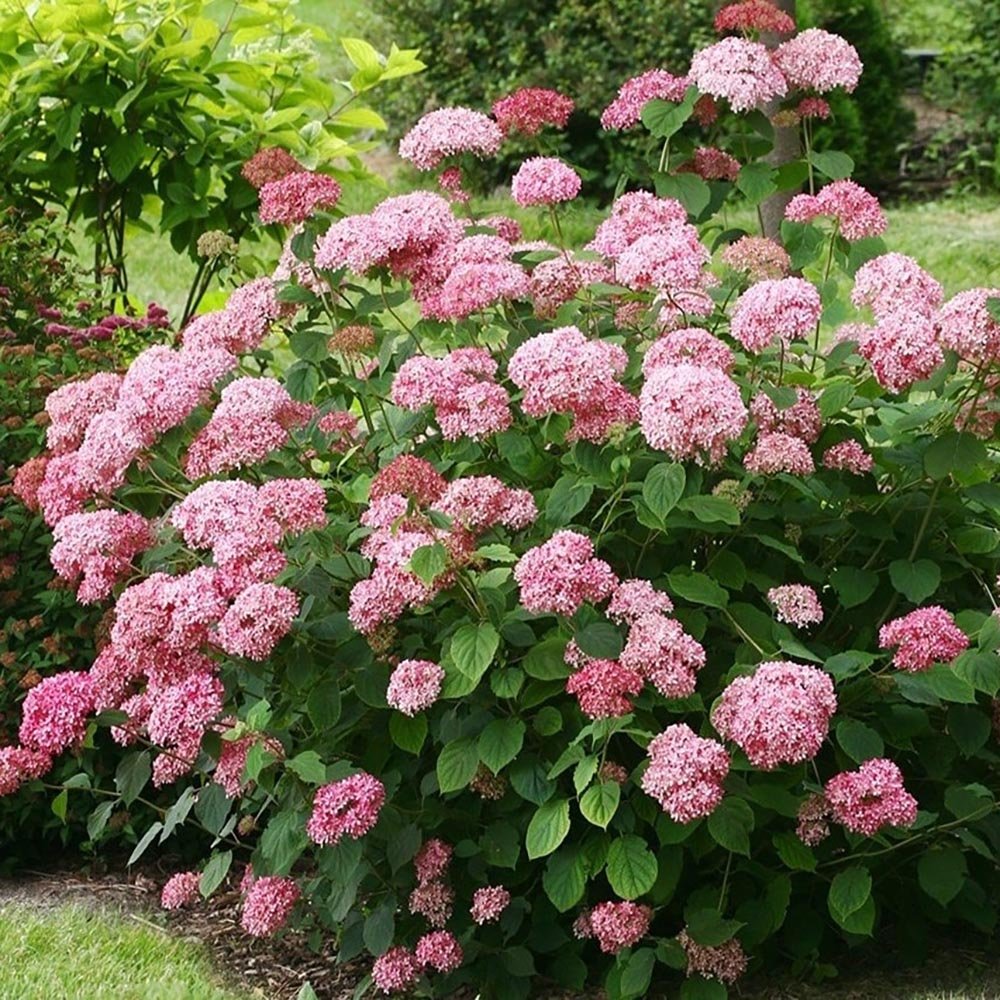 Hortensia de gradina Candybelle Bubblegum, cu flori roz