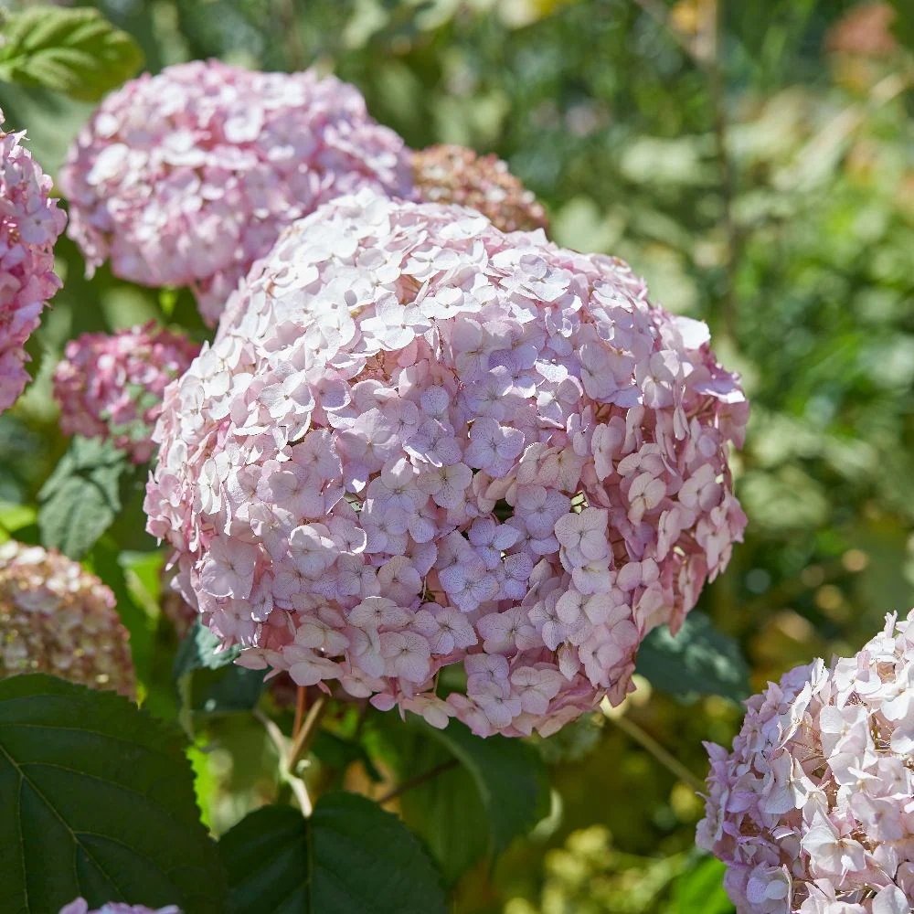 Hortensia de gradina Candybelle Bubblegum, cu flori roz