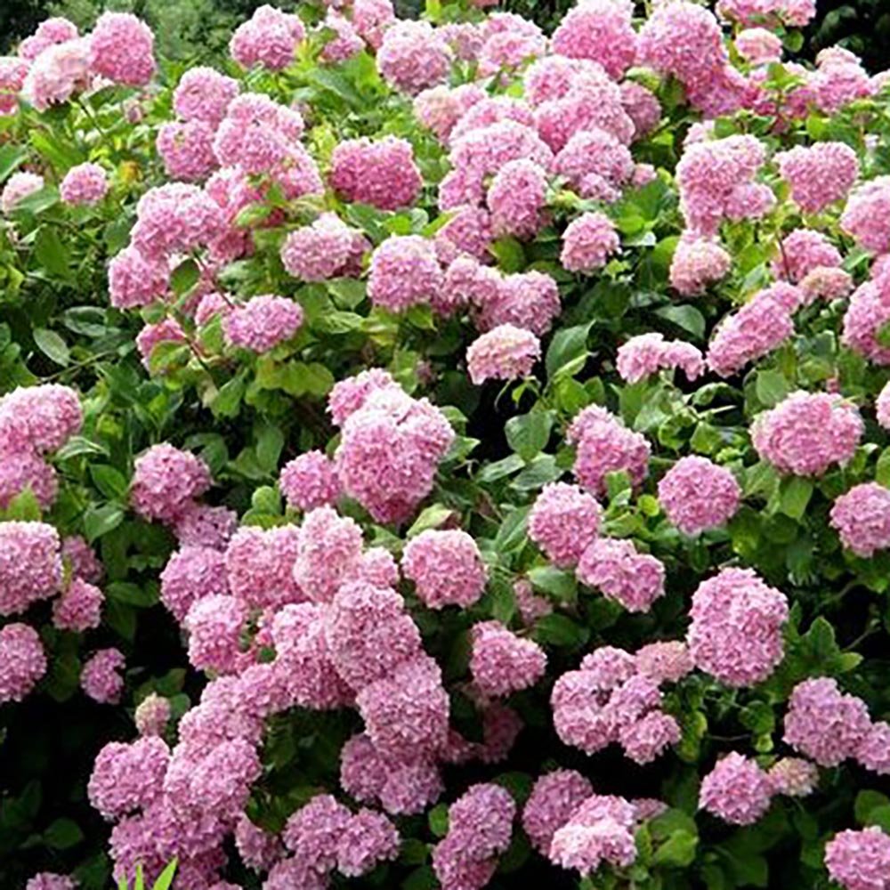 Hortensia de gradina Candybelle Bubblegum, cu flori roz