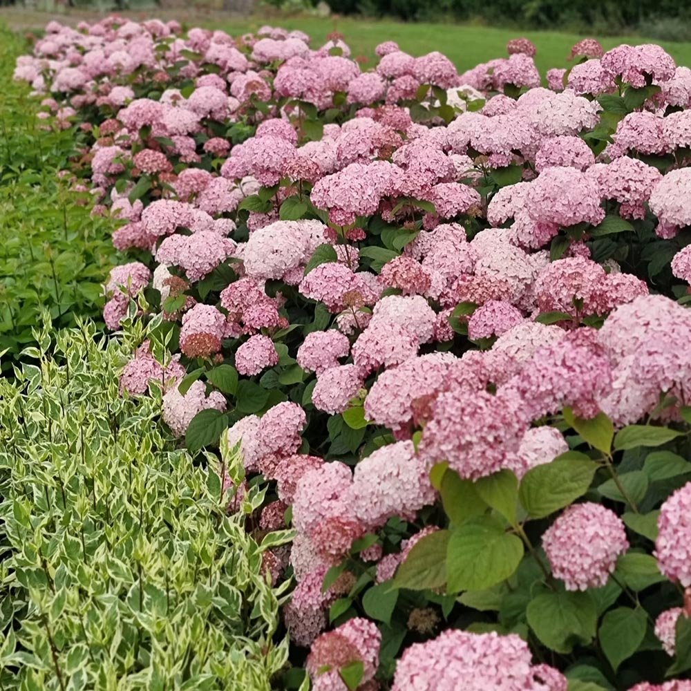 Hortensia de gradina Candybelle Bubblegum, cu flori roz