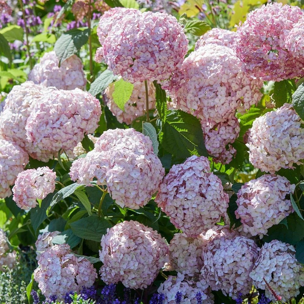 Hortensia de gradina Candybelle Bubblegum, cu flori roz