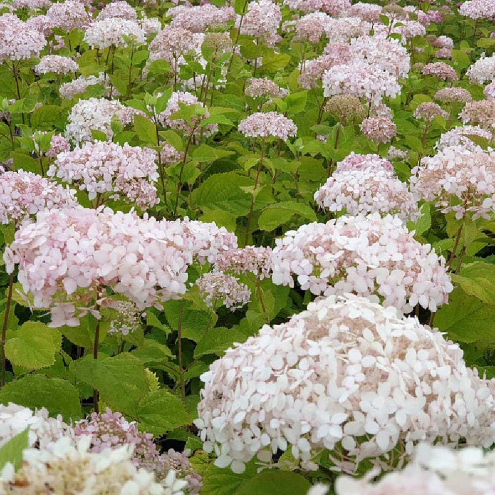Hortensia Candybelle Marshmallow