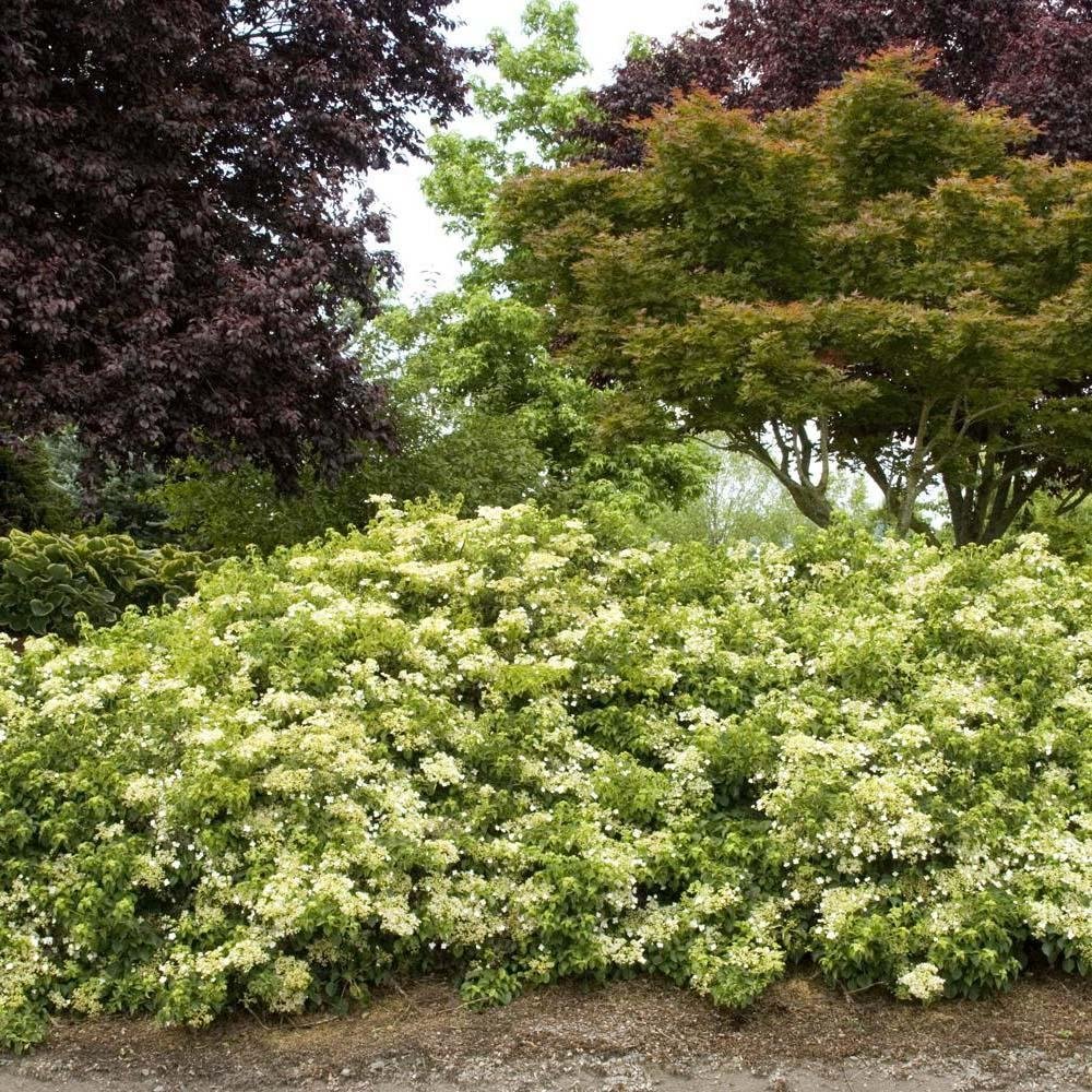 Hortensia Cataratoare alba (Petiolaris)