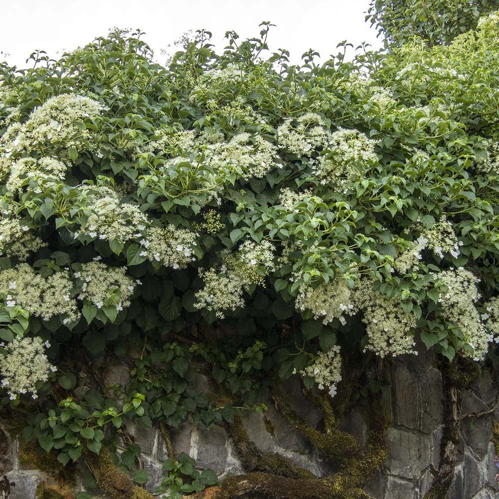 Hortensia Cataratoare alba (Petiolaris)