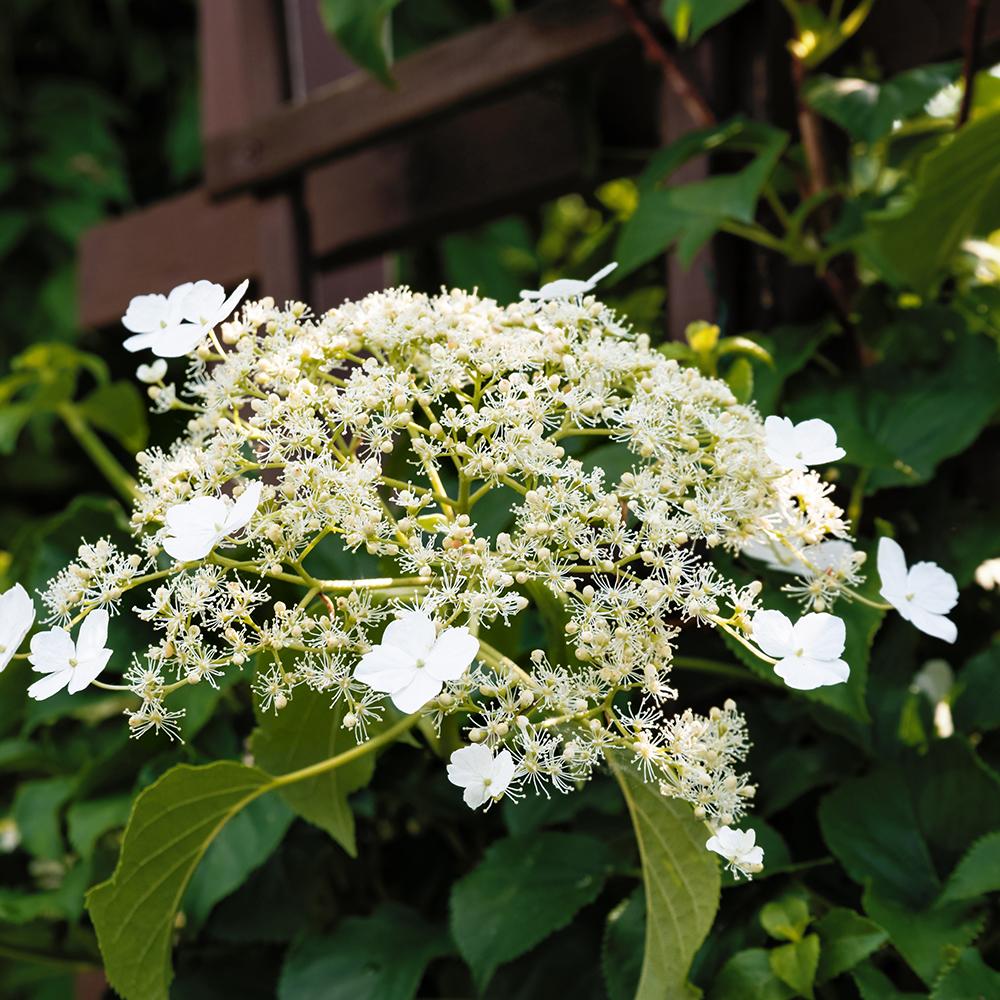 Hortensia Cataratoare alba (Petiolaris)
