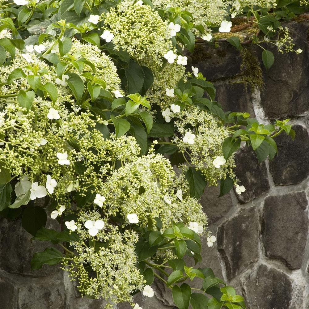 Hortensia Cataratoare alba (Petiolaris)