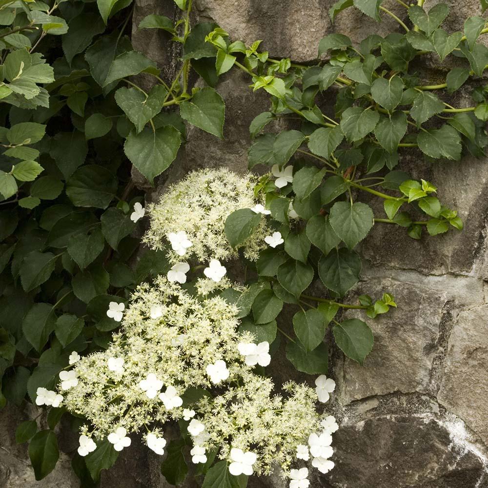 Hortensia Cataratoare alba (Petiolaris)