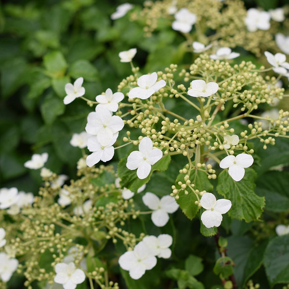 Hortensia Cataratoare alba (Petiolaris)