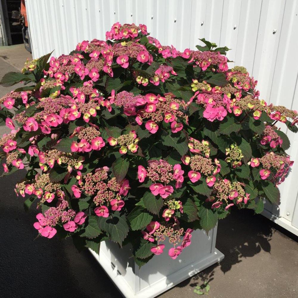 Hortensia Cotton Candy