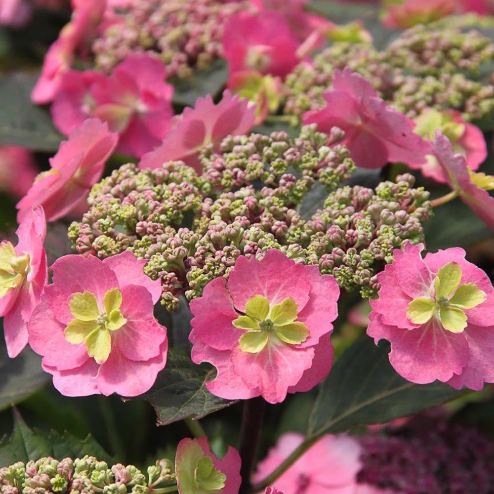 Hortensia Cotton Candy
