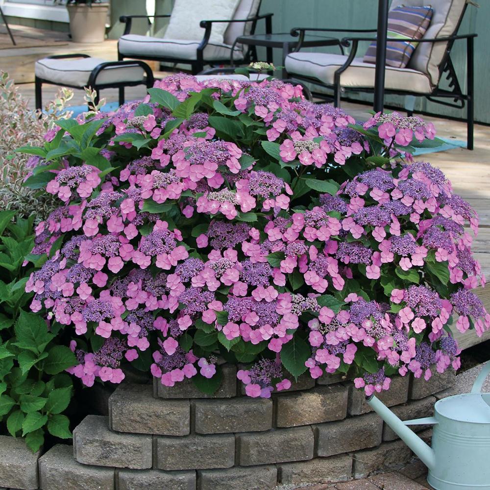 Hortensia Cotton Candy