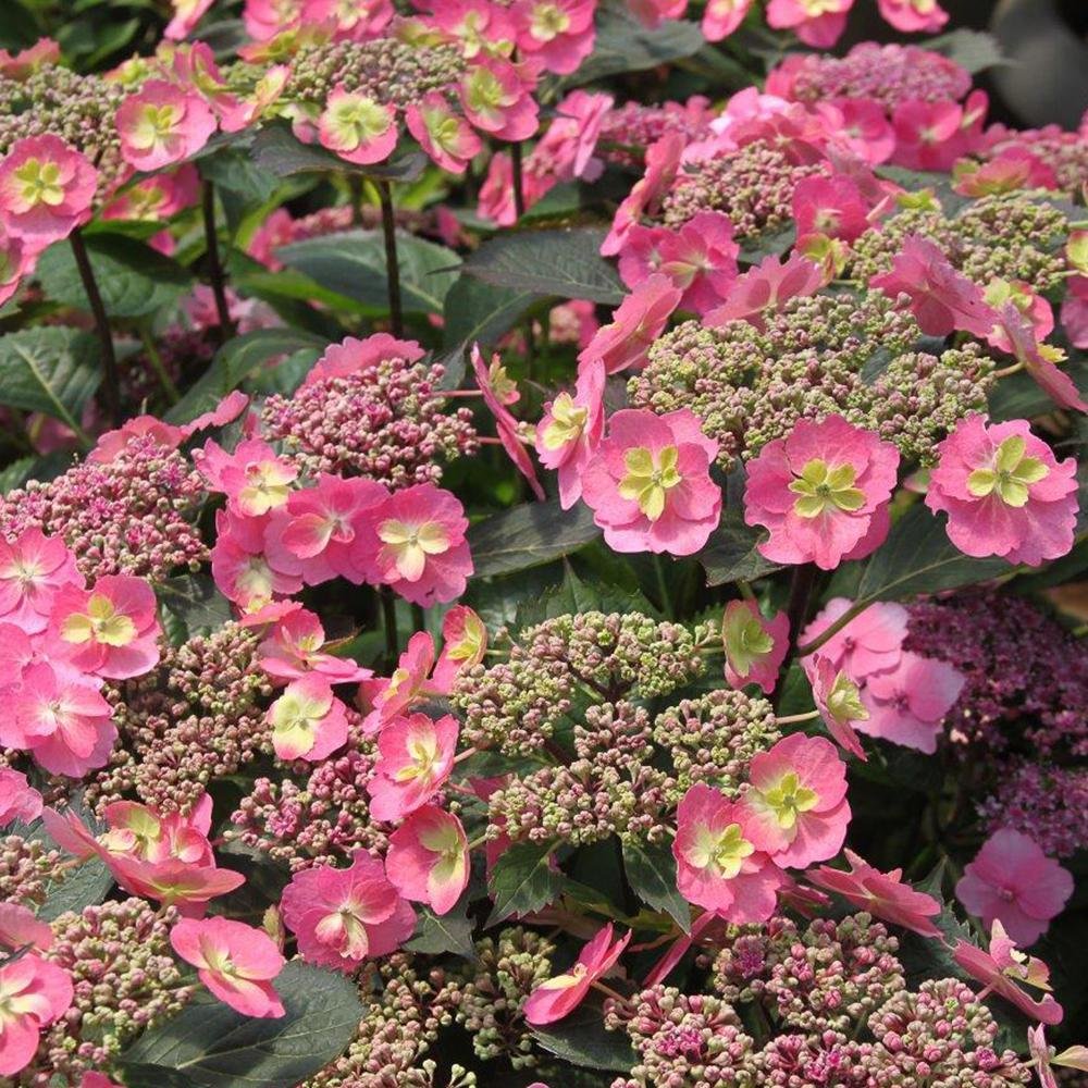 Hortensia Cotton Candy