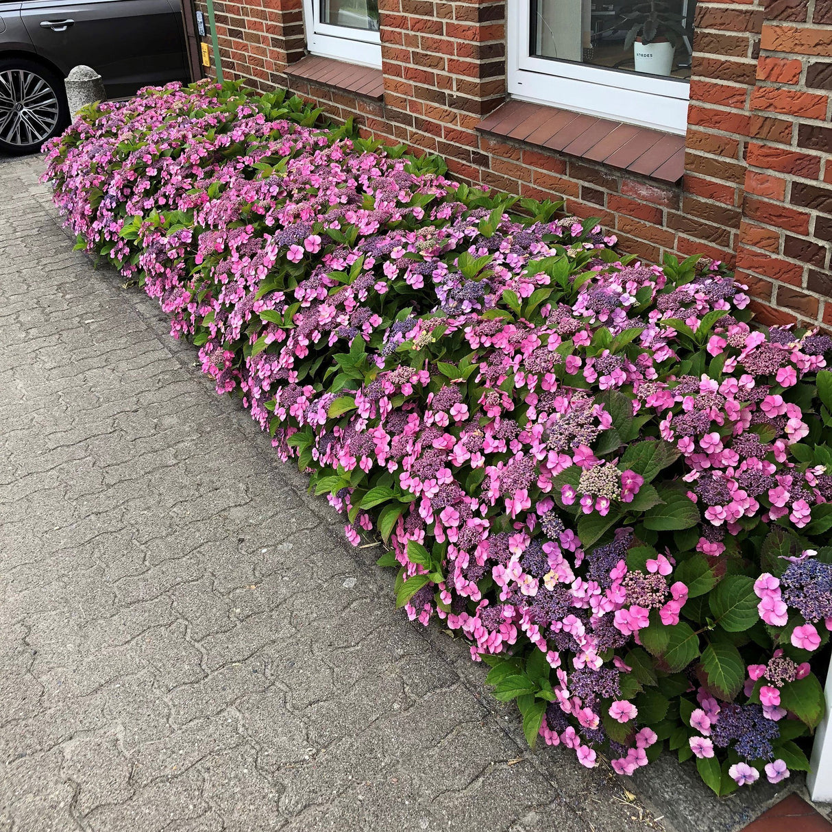 Hortensia Cotton Candy