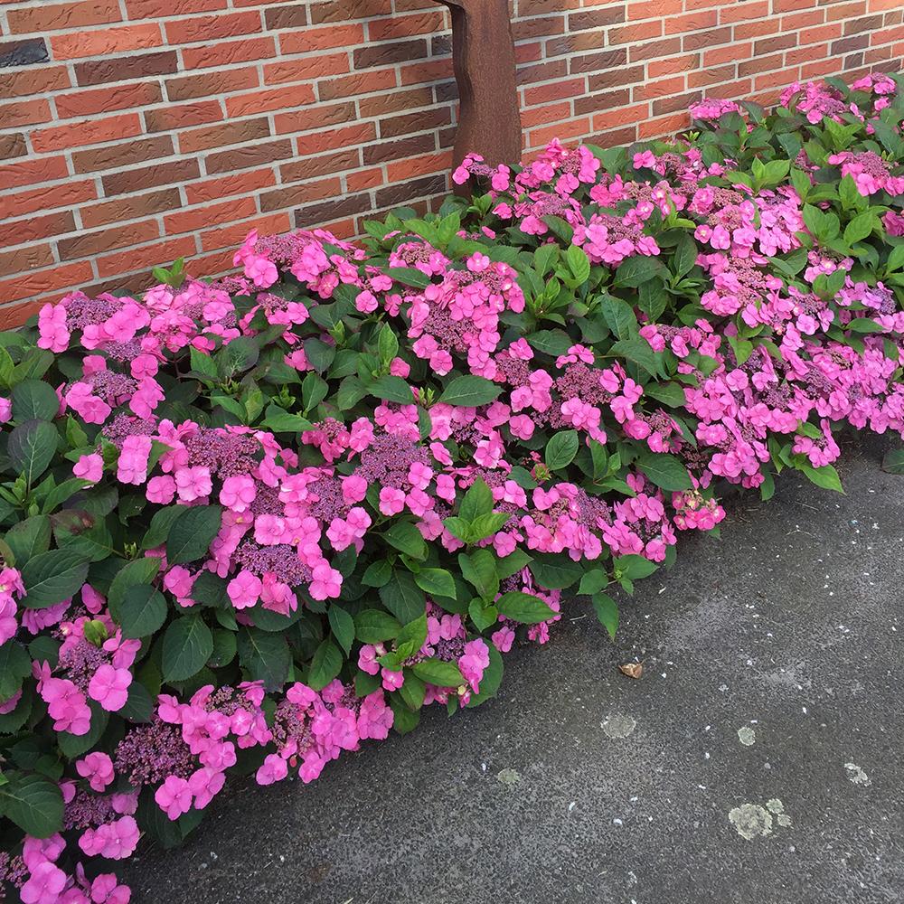Hortensia Cotton Candy
