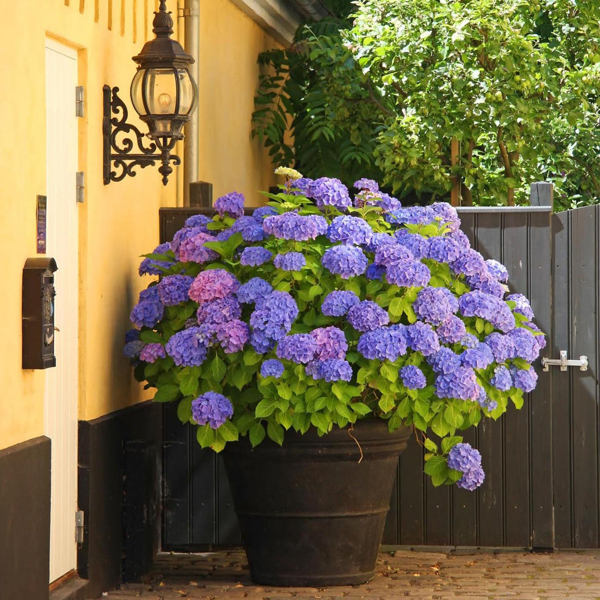 Hortensia de gradina Adria, cu flori albastre-violet