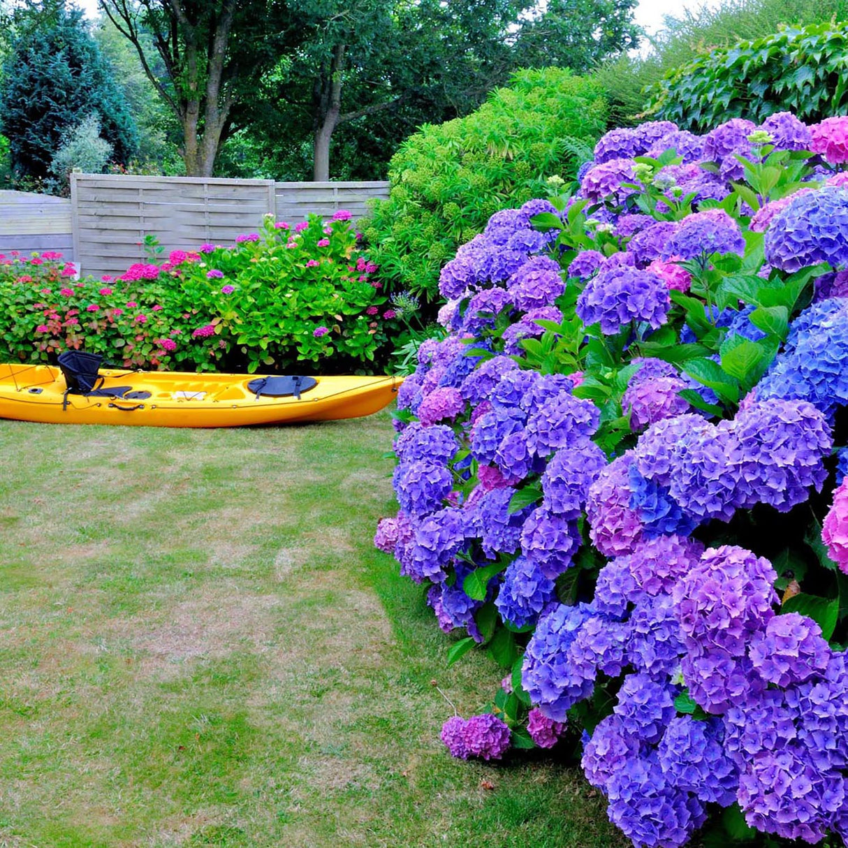 Hortensia de gradina Adria, cu flori albastre-violet