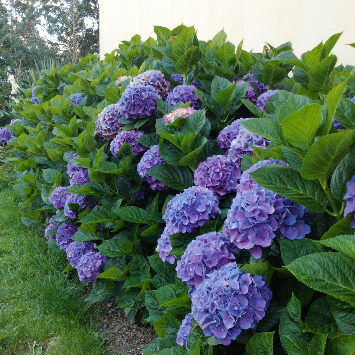 Hortensia de gradina Adria, cu flori albastre-violet