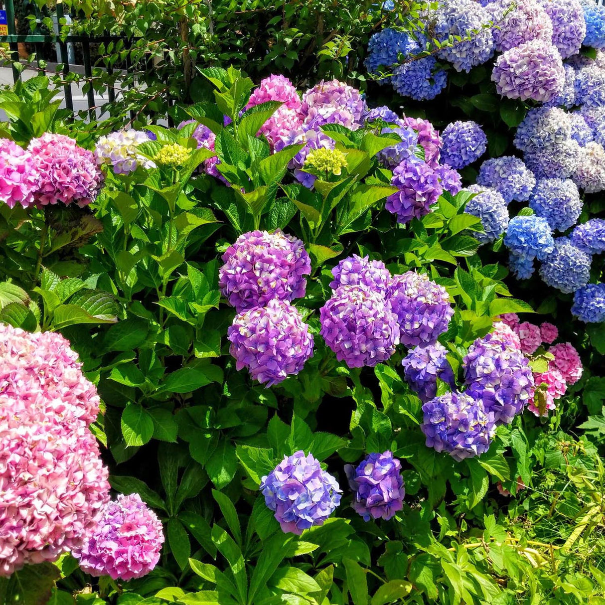 Hortensia de gradina Adria, cu flori albastre-violet