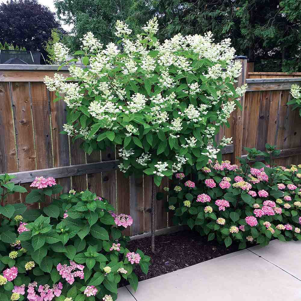 Hortensie de Gradina Tip Copac Angels Blush, cu flori roz-alb