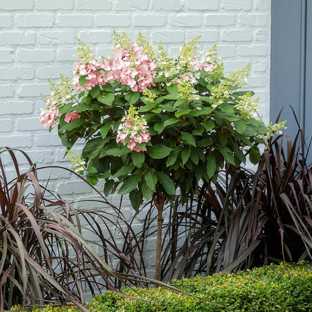 Hortensie de Gradina Tip Copac Early Sensation, cu flori roz-burgundiu