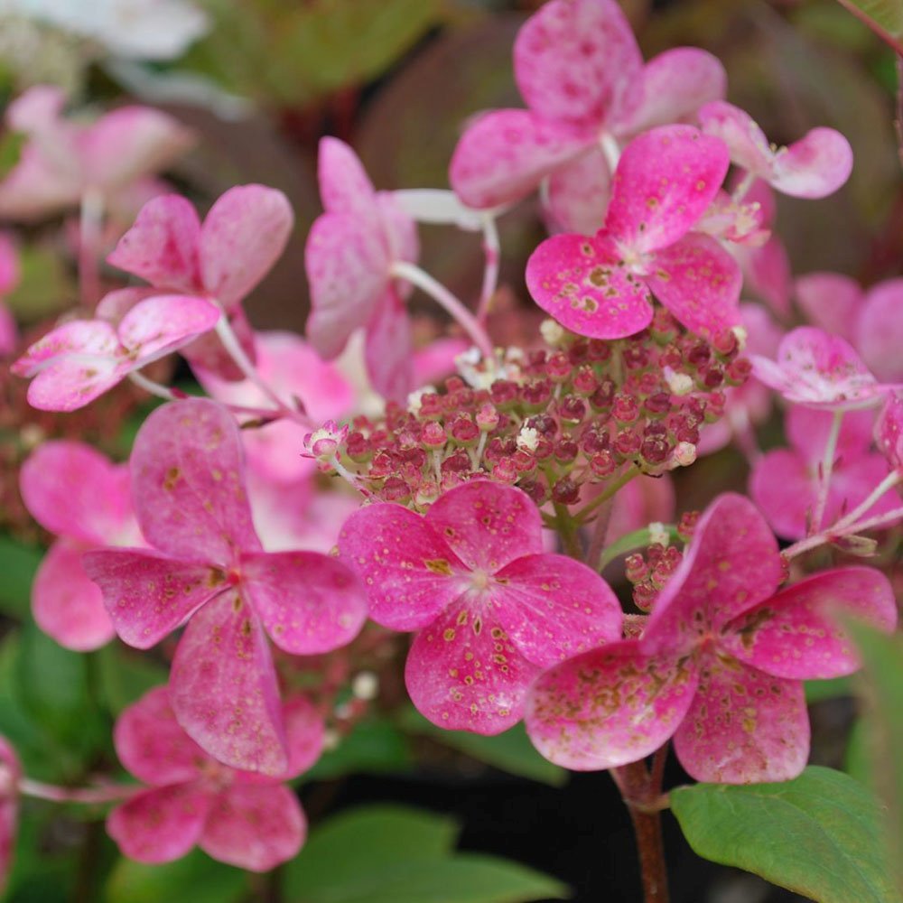 Hortensie de Gradina Tip Copac Early Sensation, cu flori roz-burgundiu