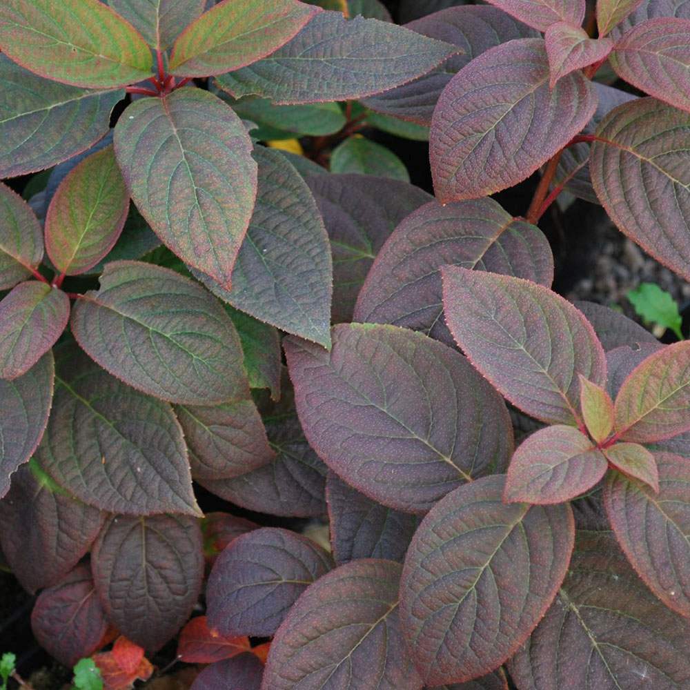 Hortensie de Gradina Tip Copac Early Sensation, cu flori roz-burgundiu