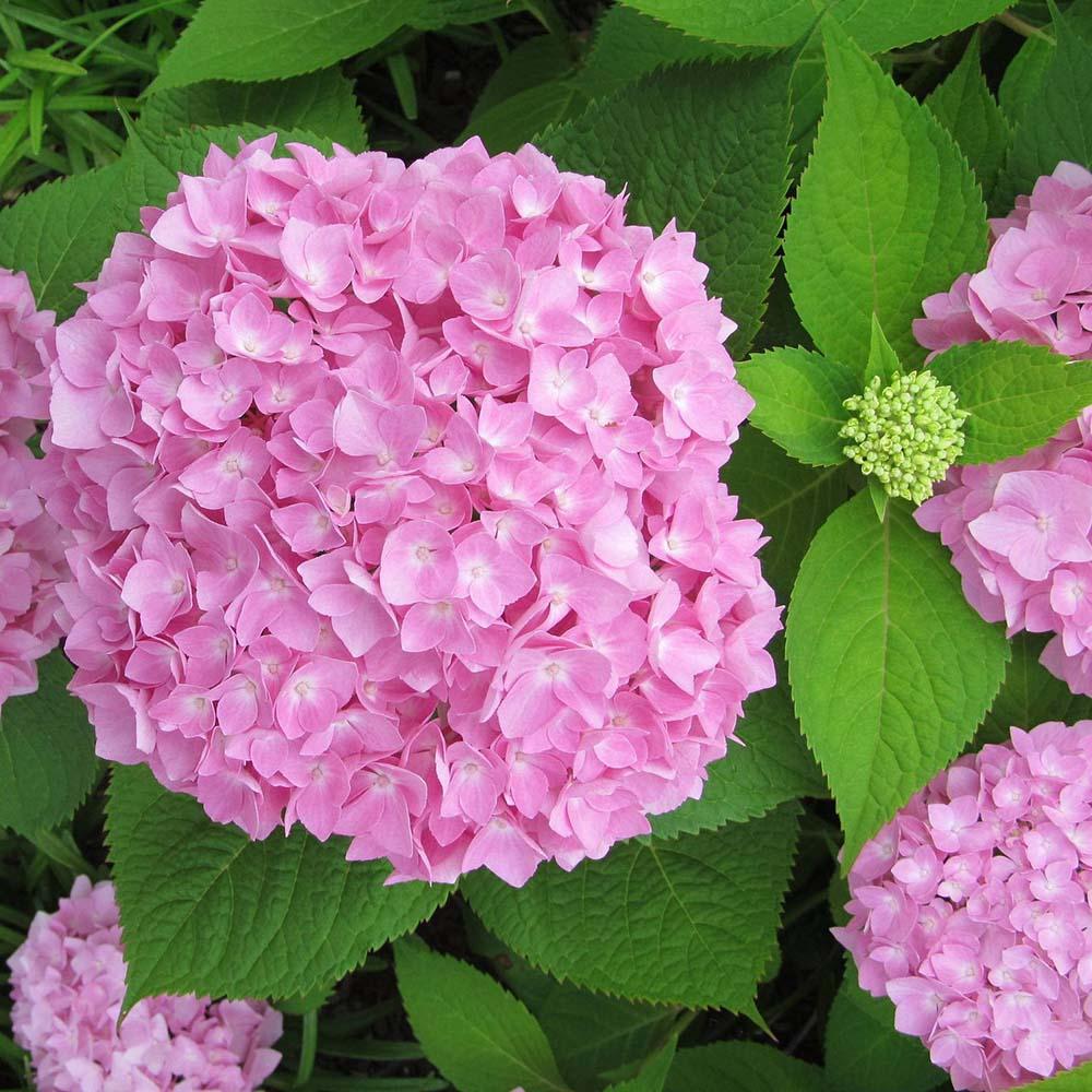 Hortensia de gradina Endless Summer Love, cu flori roz