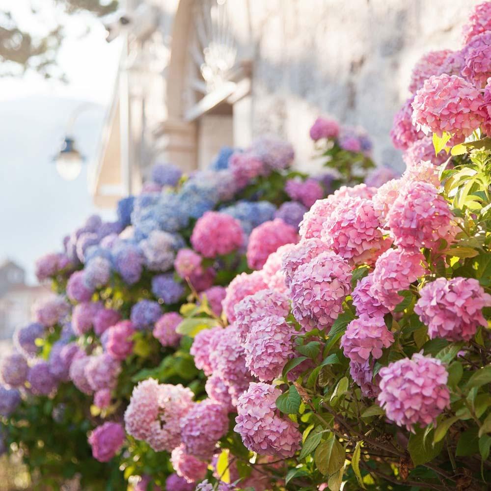 Hortensia de gradina Endless Summer Love, cu flori roz