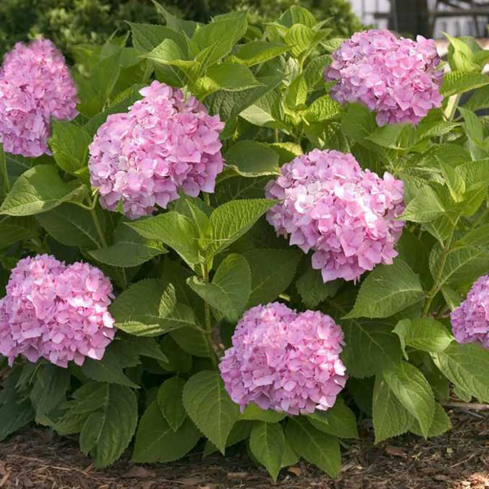 Hortensia de gradina Endless Summer Love, cu flori roz