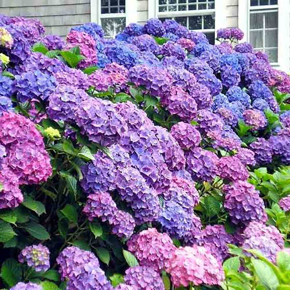 Hortensia de Gradina Hamburg, cu flori roz, albastru si mov