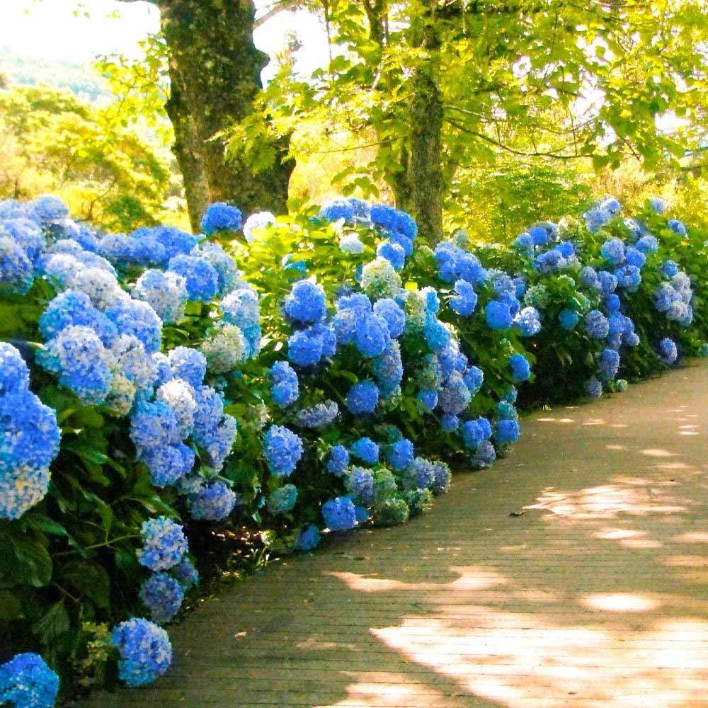 Hortensia de gradina, cu flori albastre