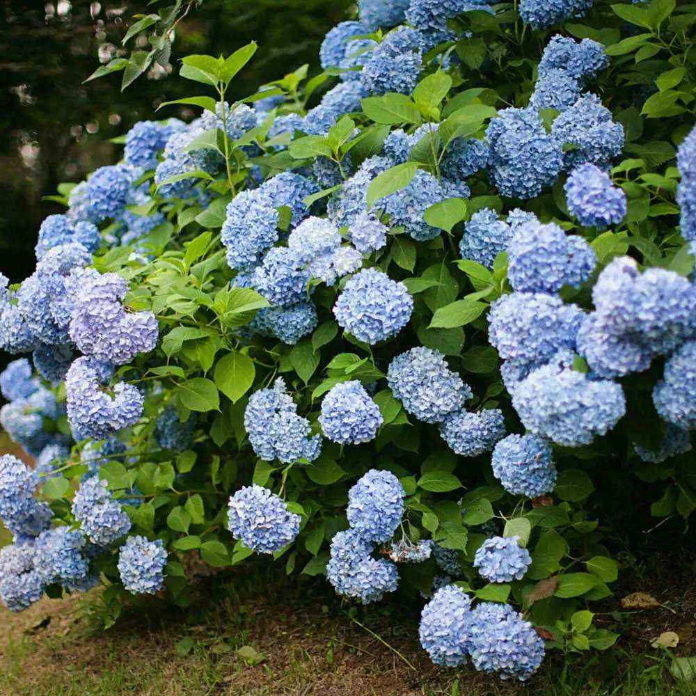 Hortensia de gradina, cu flori albastre