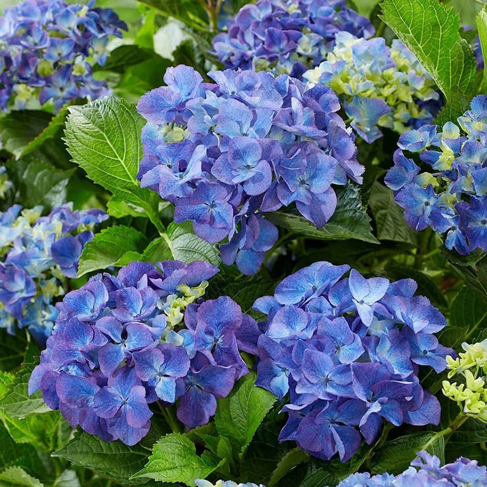 Hortensia de gradina, cu flori albastre