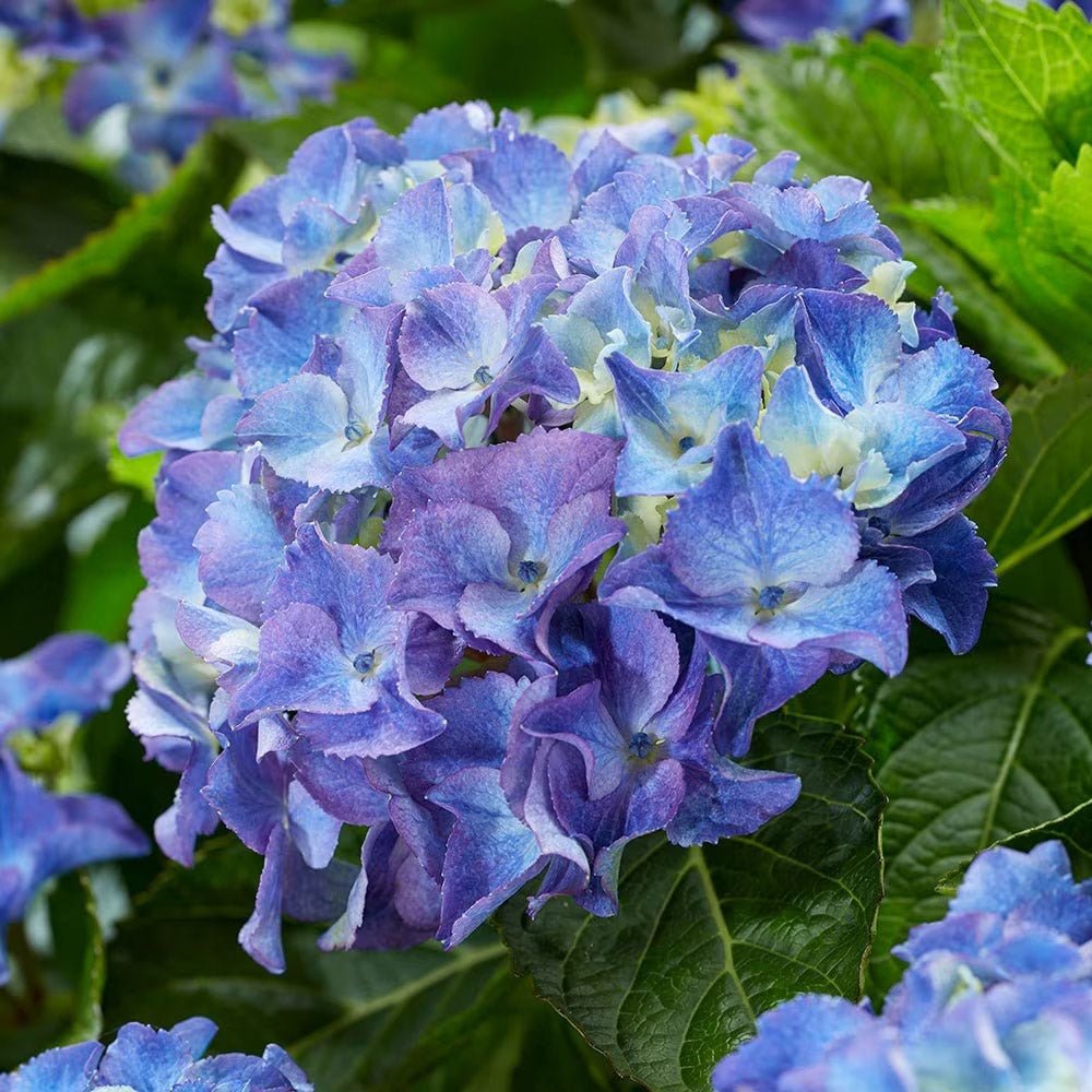 Hortensia de gradina, cu flori albastre