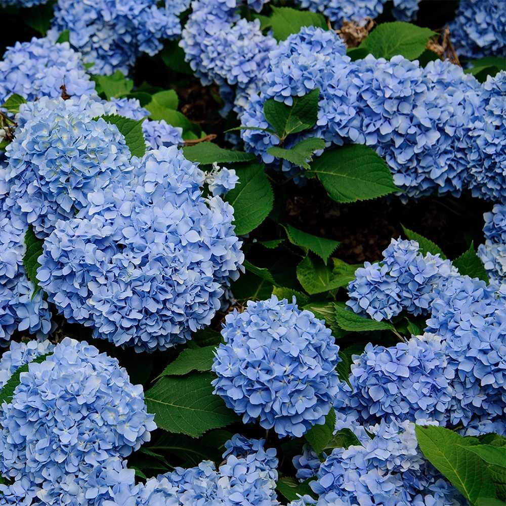 Hortensia de gradina, cu flori albastre
