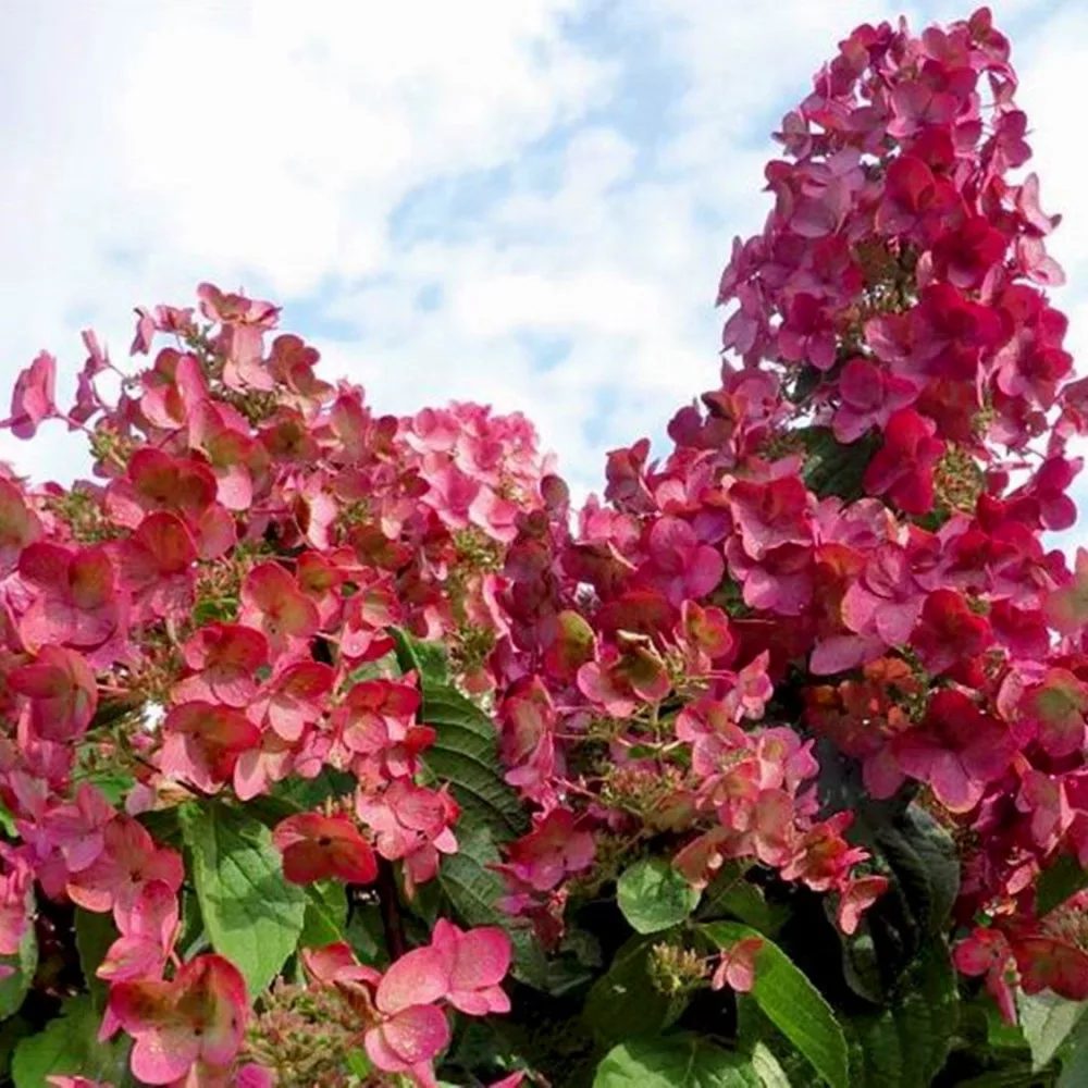 Hortensia de gradina Magical Fire, cu flori rosii-roz
