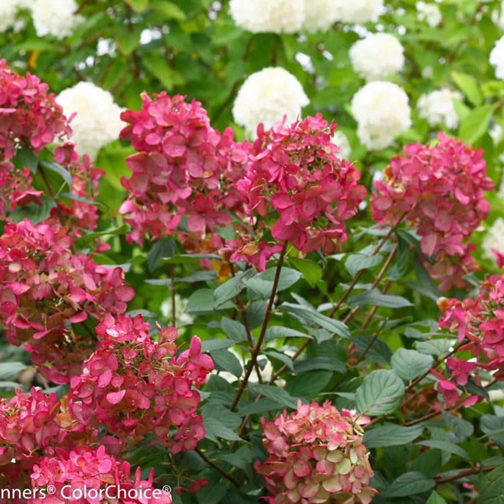 Hortensia de gradina Magical Fire, cu flori rosii-roz