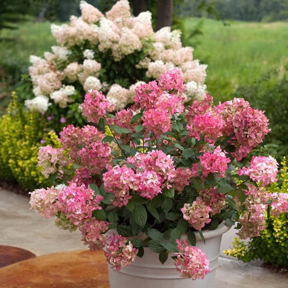 Hortensia de gradina Magical Fire, cu flori rosii-roz