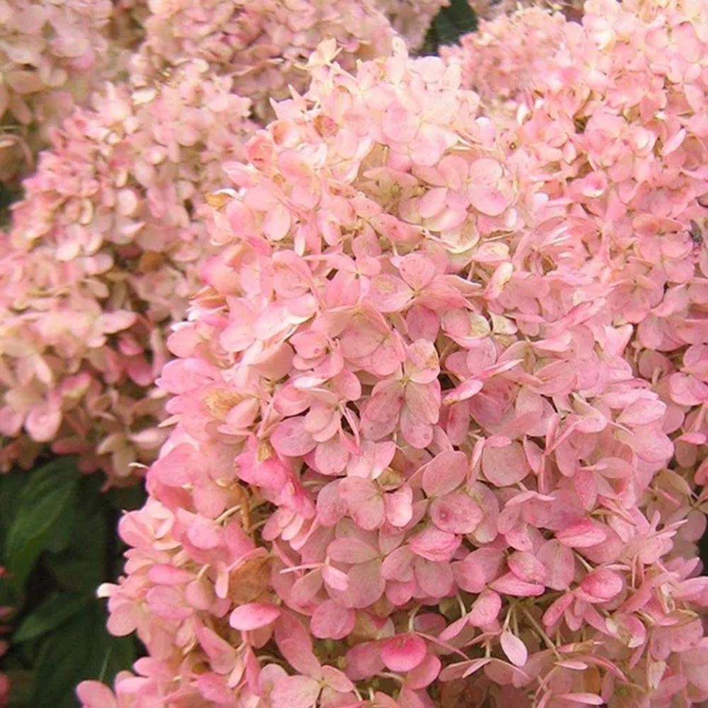 Hortensia de gradina Magical Andes, cu flori albe-roz