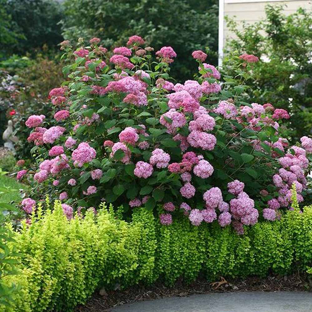 Hortensia de gradina Pink Annabelle, cu flori roz-pal