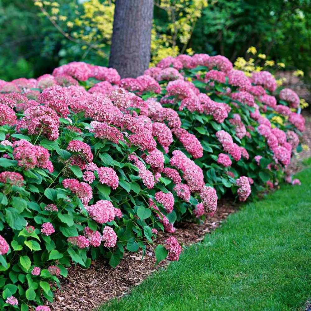 Hortensia de gradina Pink Annabelle, cu flori roz-pal