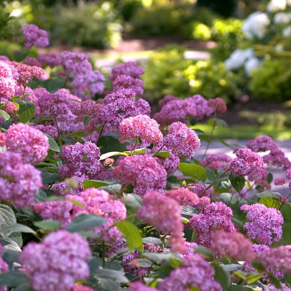 Hortensia de gradina Pink Annabelle, cu flori roz-pal
