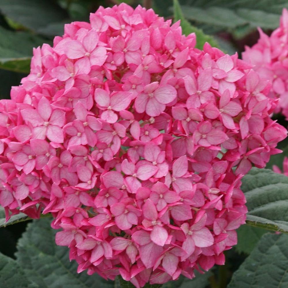 Hortensia de gradina Ruby Annabelle, cu flori rosii-rubiniu