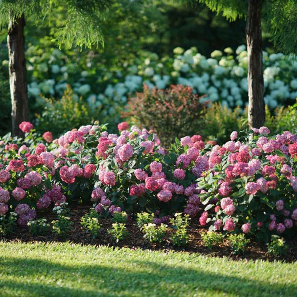 Hortensia de gradina Ruby Annabelle, cu flori rosii-rubiniu