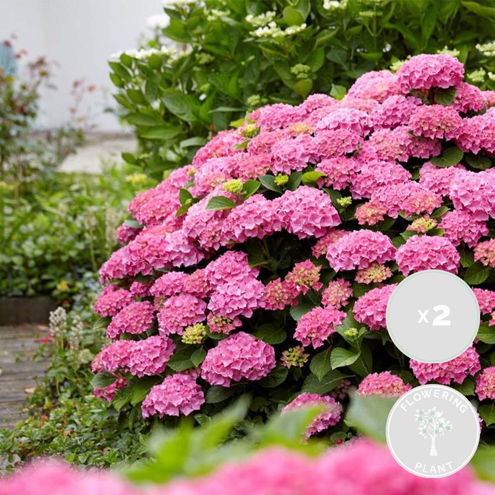 Hortensia de gradina Ruby Annabelle, cu flori rosii-rubiniu