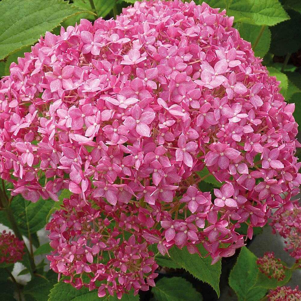 Hortensia de gradina Ruby Annabelle, cu flori rosii-rubiniu
